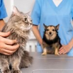 Castración gratuita en Malargüe: atenderán perros y gatos en el barrio Municipal