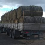 Emergencia ganadera en Malargüe: cómo pedir asistencia y qué ayuda reciben los productores.