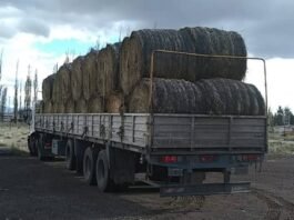 Emergencia ganadera en Malargüe: cómo pedir asistencia y qué ayuda reciben los productores.