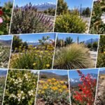 Malargüe dedicará dos jornadas a conocer y proteger su flora nativa