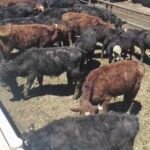 Un comprador cuestiona las condiciones de los terneros alojados en el corral municipal.