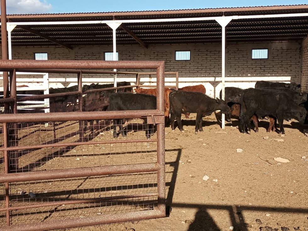 Dos operativos en rutas de Malargüe terminaron con 41 animales secuestrados. 2 WhatsApp Image 2026 10 02 at 21.51.36 980x735 1