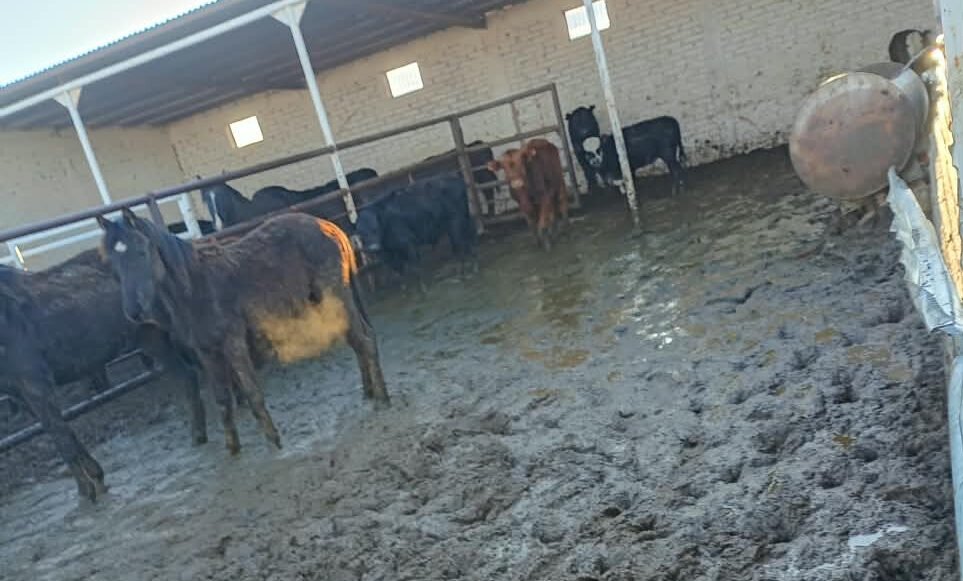 Corral municipal: qué mostraron las fotos, qué denunciaron los vecinos y cómo respondió el Municipio 1 corrales municipales 3d edited